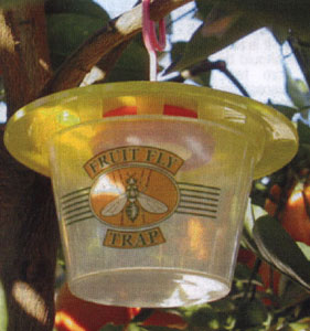 How to Make a Queensland Fruit Fly Trap and Bait – Deep Green Permaculture