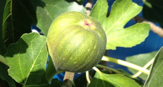 Grow and prune fig trees Sustainable Gardening Australia