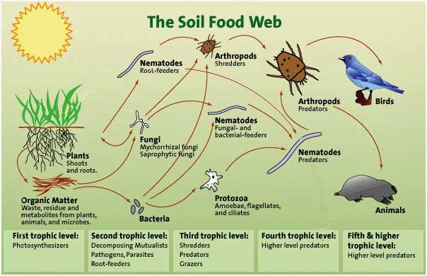 living soil diagram