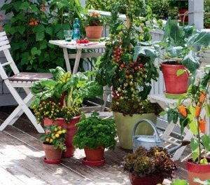 How to plant veggies on balcony