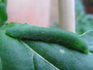 caterpillar1