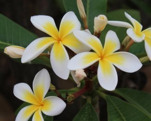 frangipani flowers low res (1024x824)