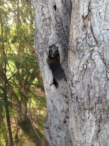 wildlife up tree