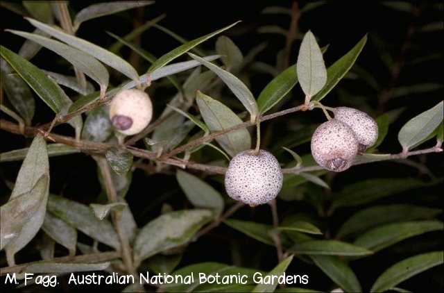 Midyim/Midgen Berry Seed Sweet Bush Tucker Native Drought Tolerant No Frost 