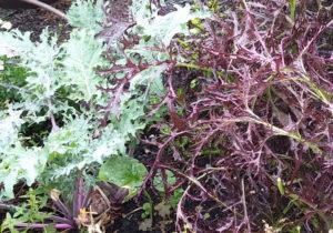 Red Russian Kale and Red Mizuna