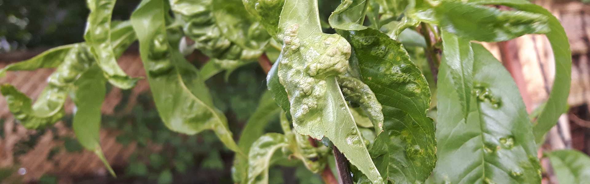 Preventing Peach Leaf Curl Sustainable Gardening Australia