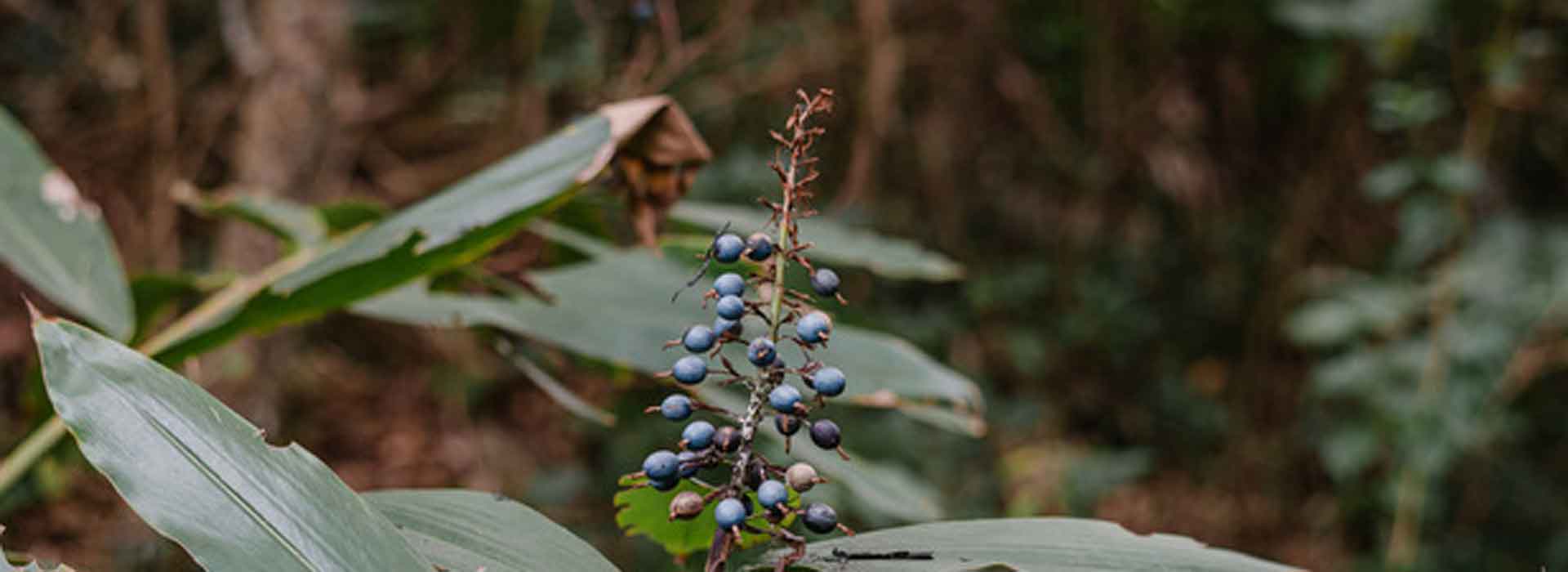 Native Blue Ginger Seed Bush Tucker No Frost/Drought Alpinia caerulea Evergreen