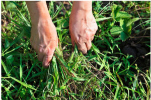 Manage and Harvest your Weeds @ Online