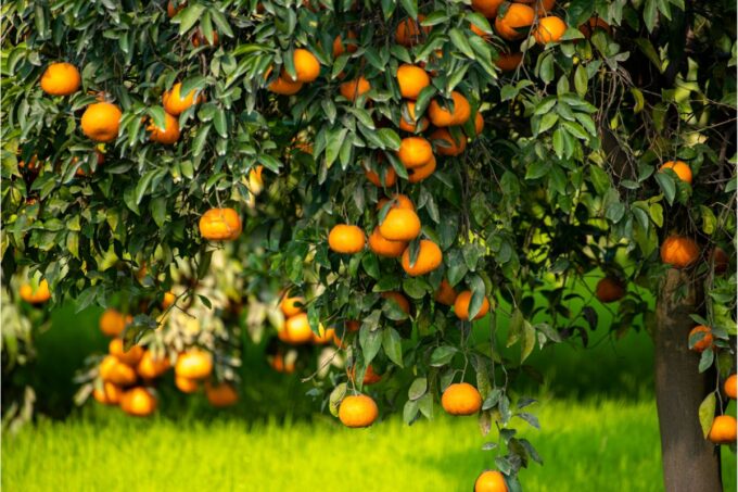 Citrus for professionals - Green Gardening Professionals program @ Online - Zoom