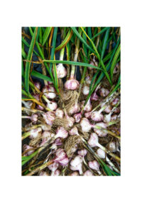 Master Class: Growing Garlic from Clove to Harvest @ Online via zoom