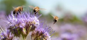 Three bees hovering above flowers