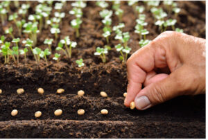 Master Class: Seed Cycle - Germination through to Propagation @ Online via zoom
