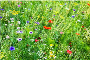 Wildflower Gardens - Attracting Native Insects @ Online via Zoom