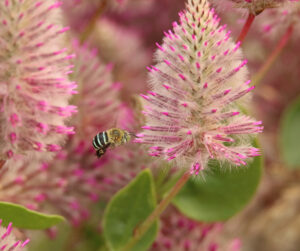 Blue Banded Bee flying among Mulla Mulla flowers