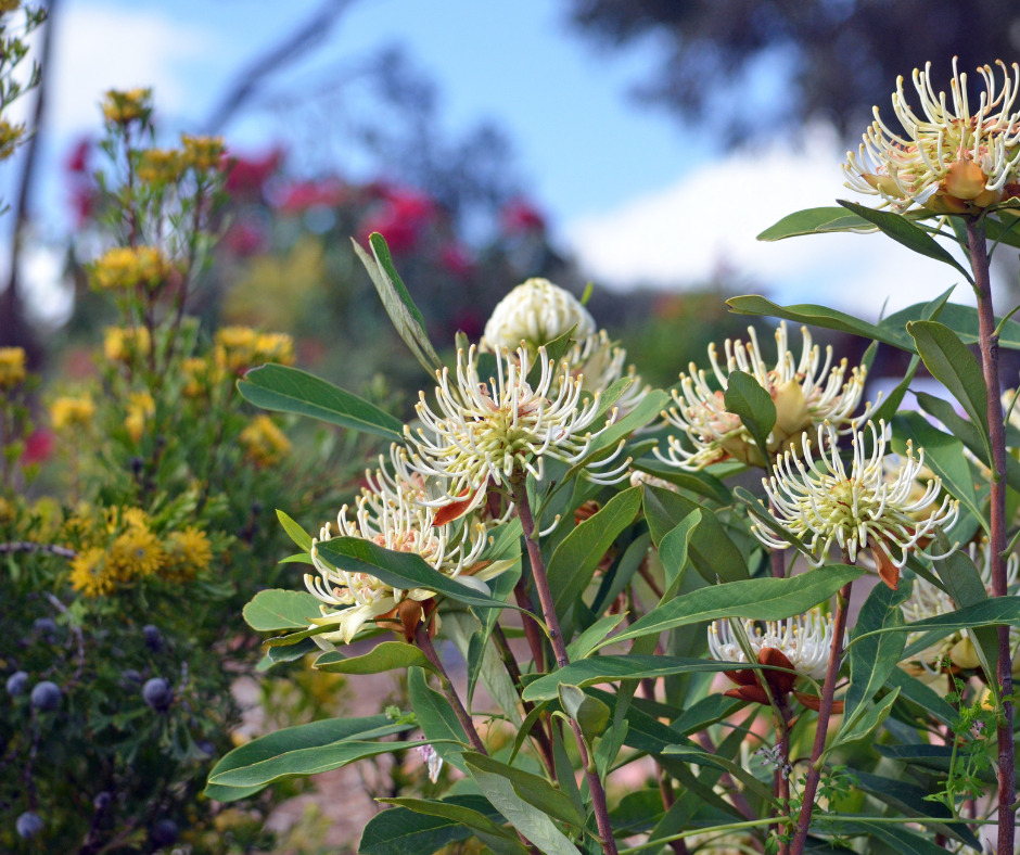 A selection of hardy, water-wise Australian flowers