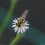 Hoverfly (Simosyrphus grandicornis) on Calotis cuneifolia flower.