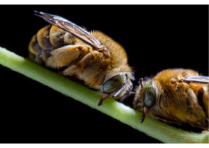 Understanding Nature Series - Getting native bees and other pollinators in your garden