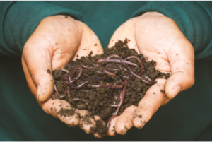 Soil Series - How soil health affects pests volumes & food nutrition levels